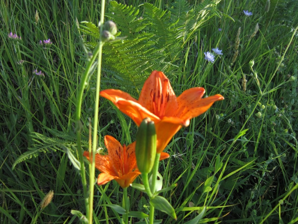 di nuovo sui gigli rossi....Lilium bulbiferum